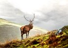 Trevor Unwin - Red Deer Stag Ardnamurchan [North West Scotland.jpg